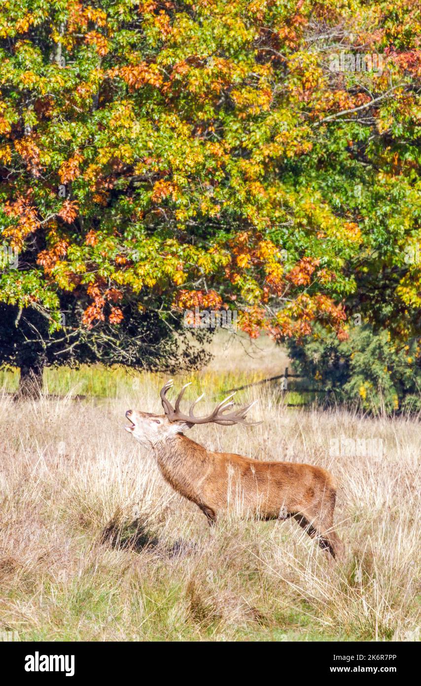 Rothirsch Cervus elaphus während der Brunftzeit im National Trust Tatton Park Knutsford-Park in der Grafschaft Keshire England Stockfoto