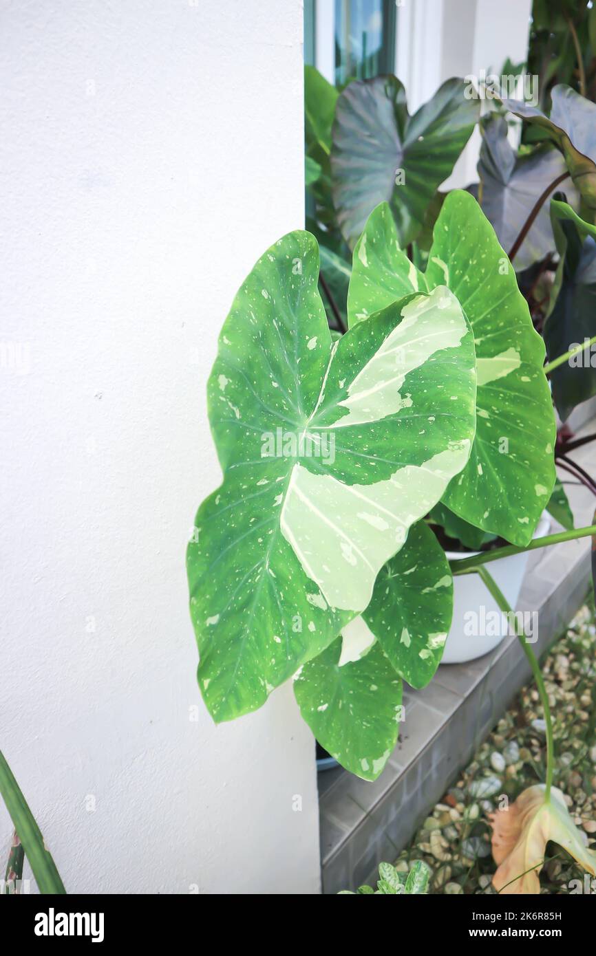 Colocasia oder Alocasia Milchstraße, Colocasia Milchstraße oder Colocasia variegated oder bicolor Pflanze Stockfoto