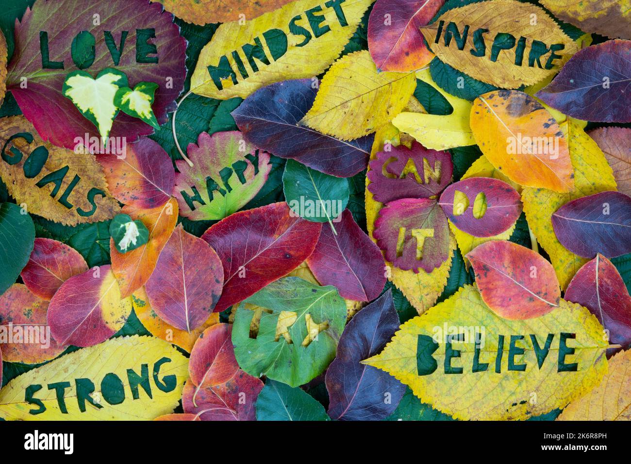 Kreatives buntes Herbstkonzept für Selbstmotivation und positive Einstellung mit in Blätter gemeißelten Worten. Flach liegend. Stockfoto