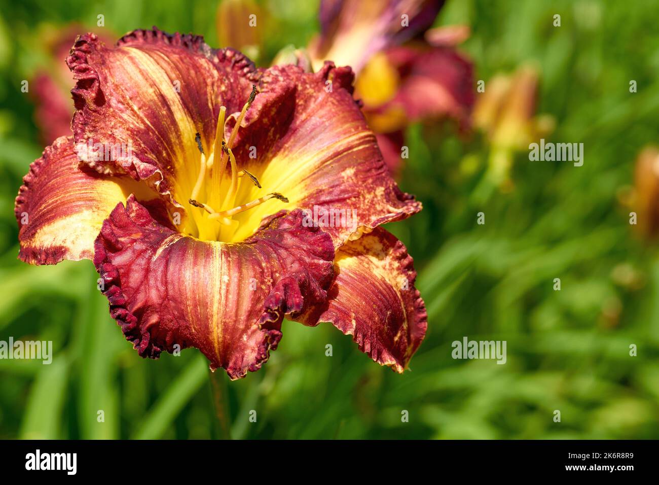 Sommer leuchtend rot orange Gladiolus und saftiges Grün Stockfoto