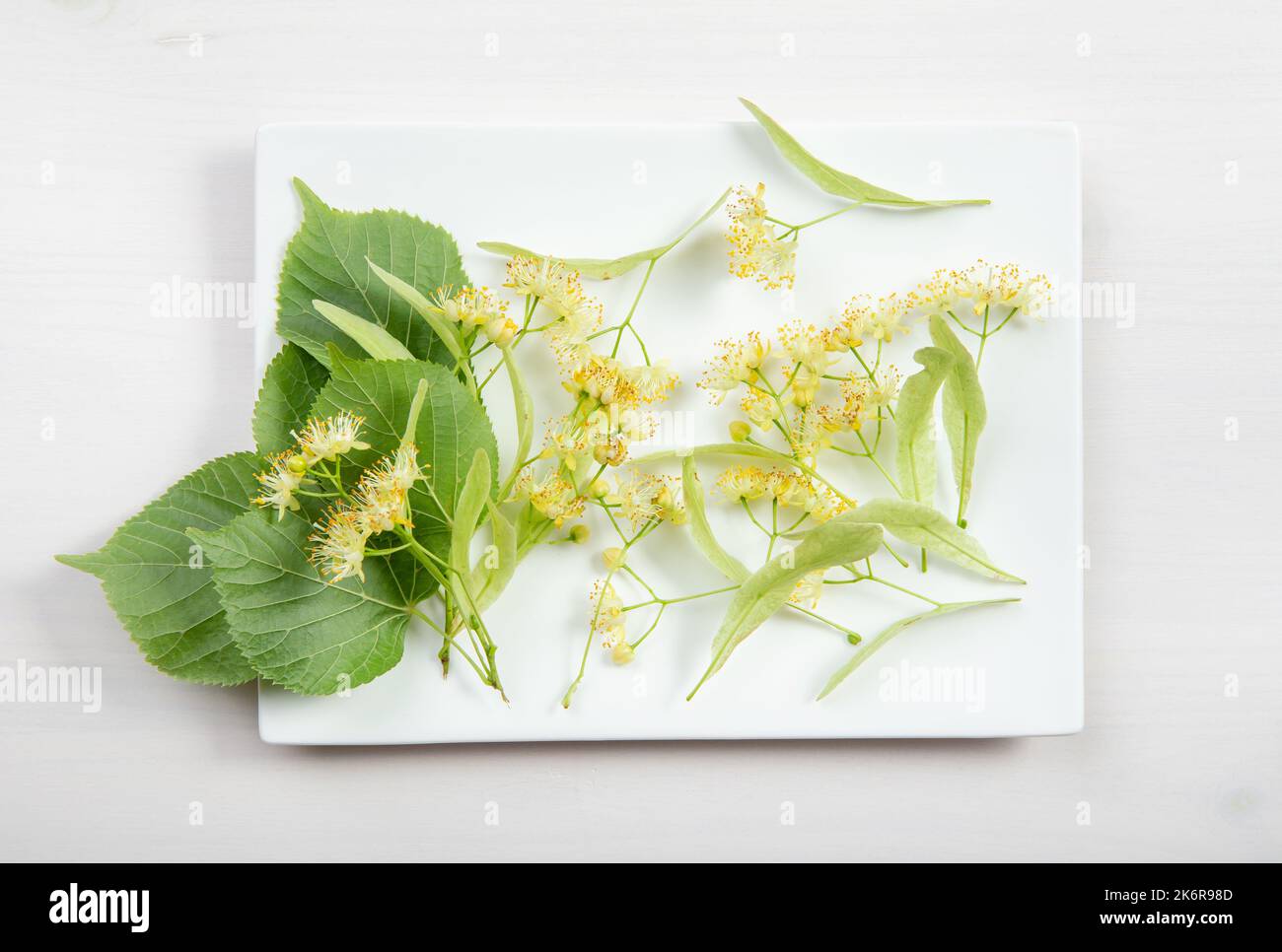 Tilia platyphyllos bekannt als großblättrige Linde frisch gepflückte Blüten mit Baumblättern auf weißem, modernem Keramikplatte in der heimischen Küche. Stockfoto