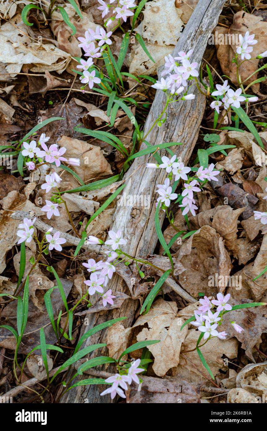 Spring Beauty ist eine der ersten Wildblumen, die im frühen Frühjahr im Erholungsgebiet Custer State, Kalamazoo County, Michigan, blühen Stockfoto