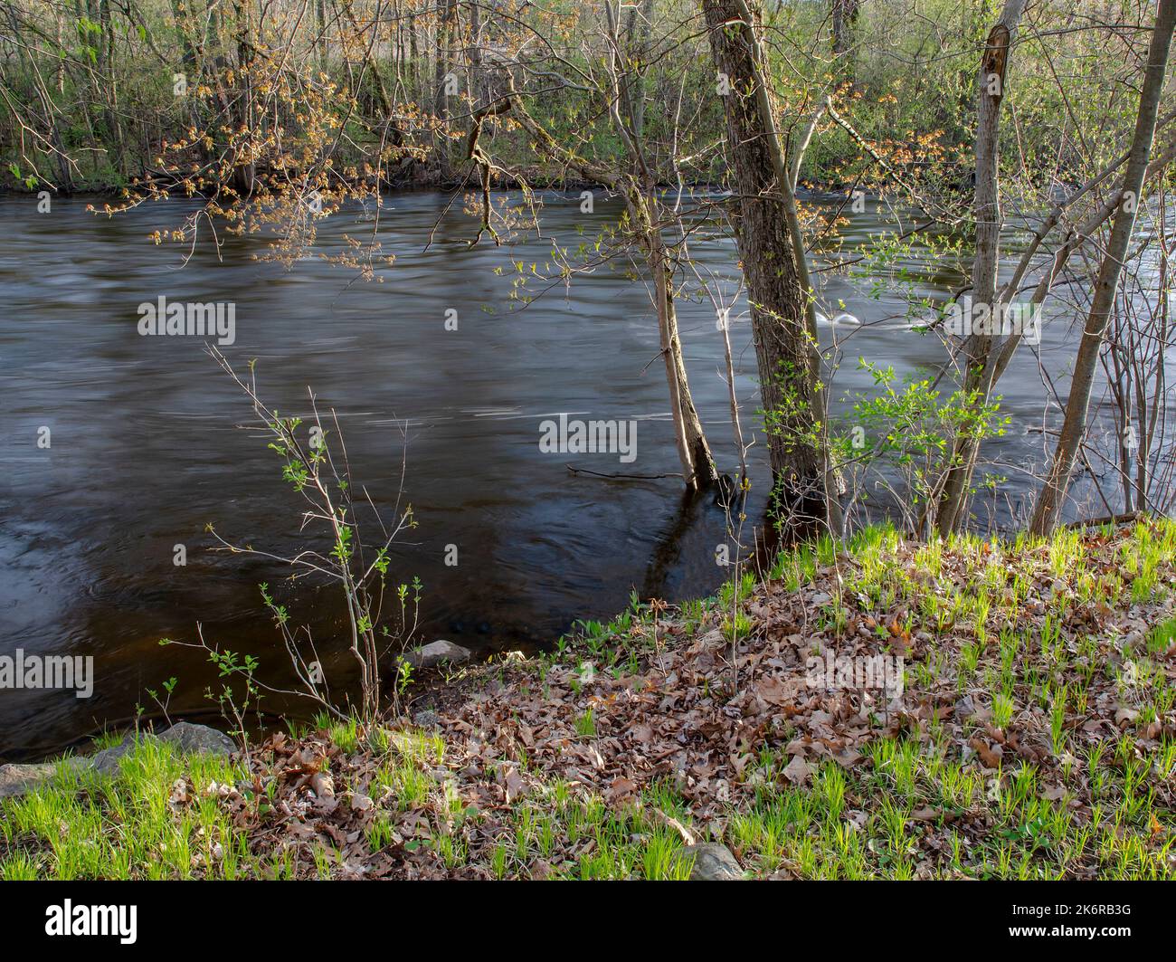Der Huron River ist hoch und über seinen Ufern an Orten nach starken Regenfällen, aber die Quellen kommen weiter, Hudson Mills Metropark, Washtenaw County, MI Stockfoto