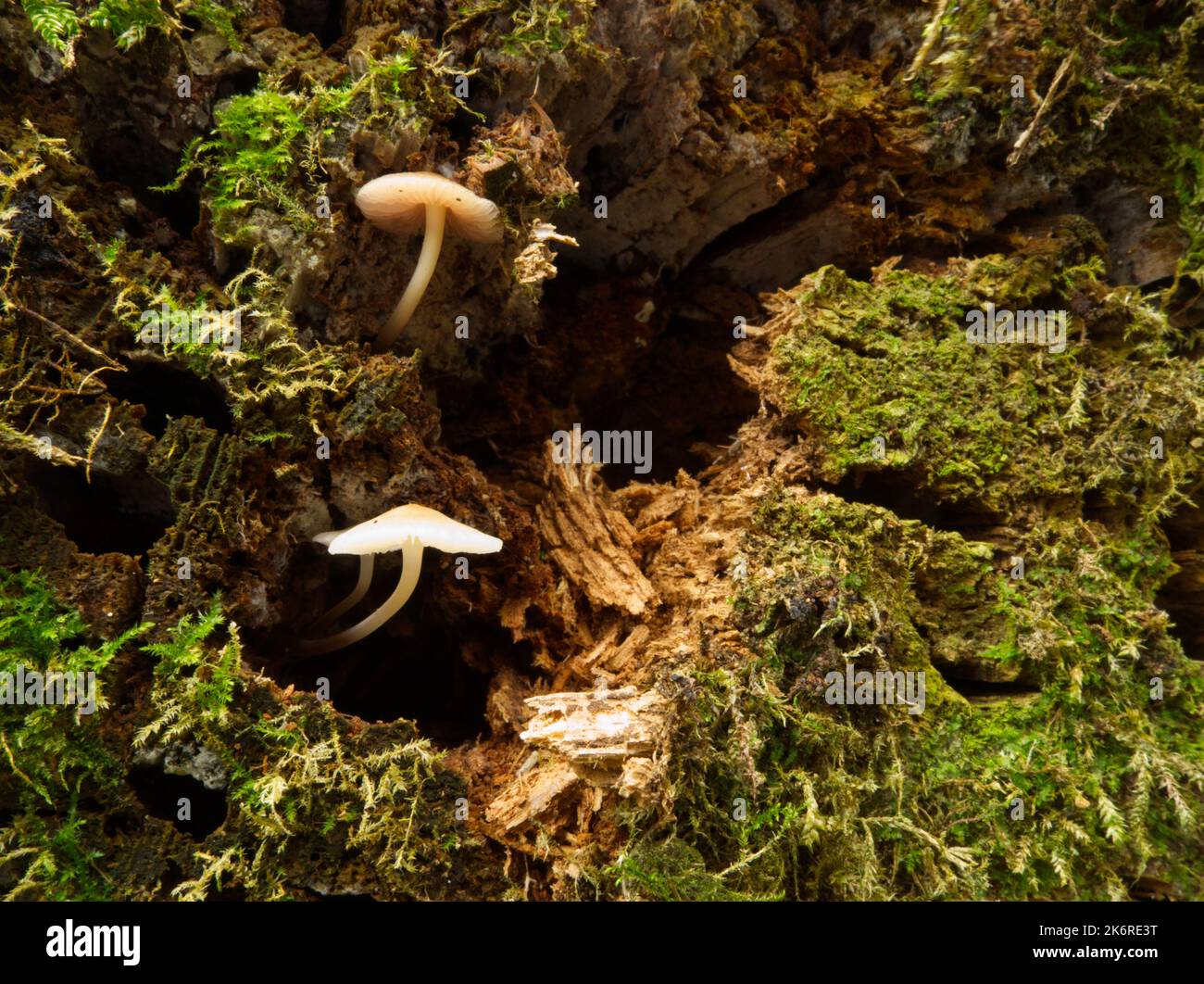 Bonnet funghi auf Baumstumpf Stockfoto