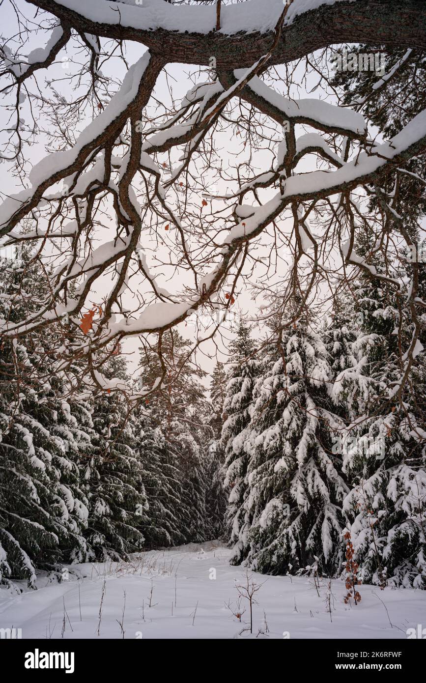 Eichenwald mit Schnee im Winter Stockfoto