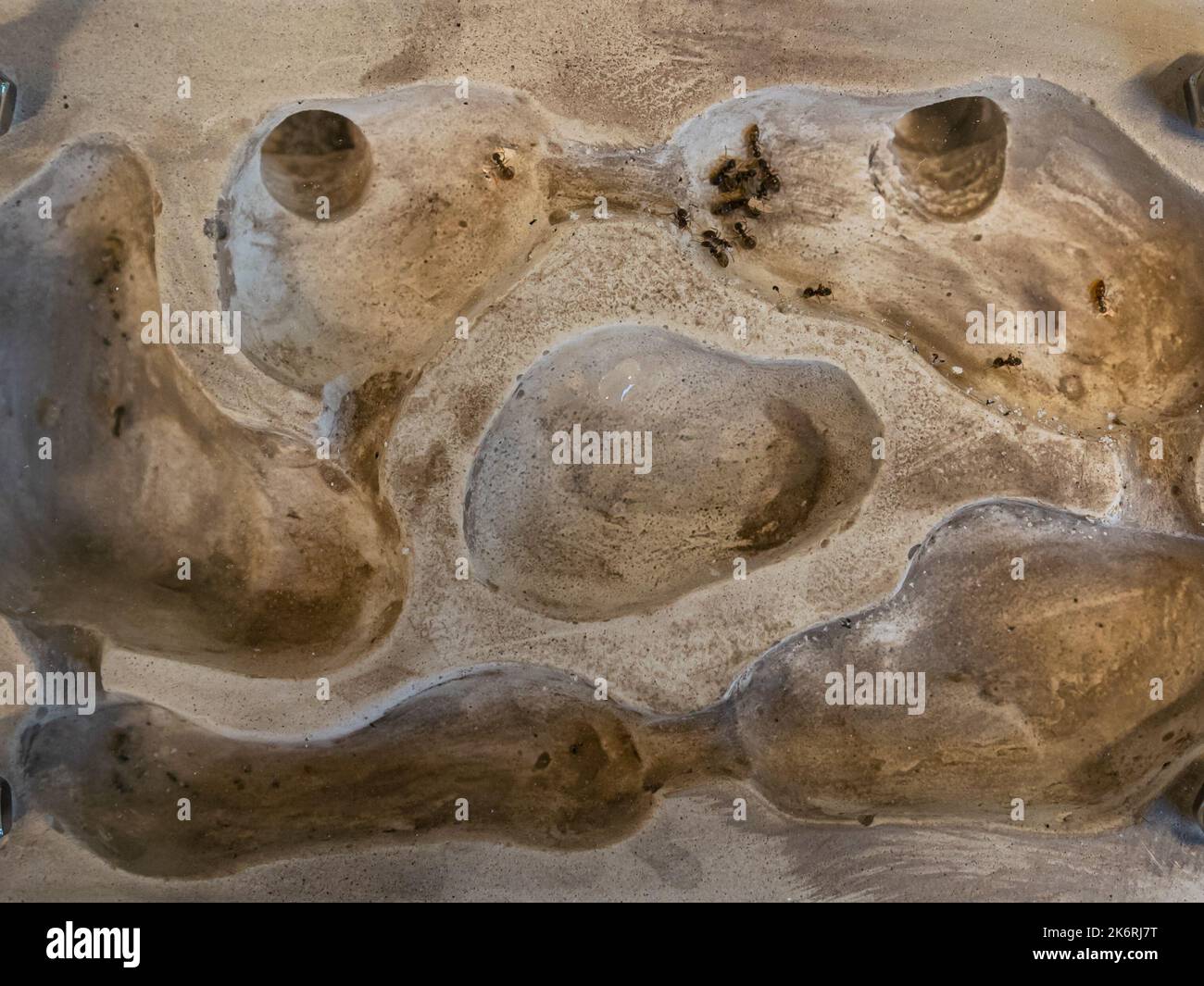 Ameisen in einem selbst gemachten Ameisenlabyrinth. Wird als Demonstrationsmodell in der Biologie-Klasse verwendet. Stockfoto