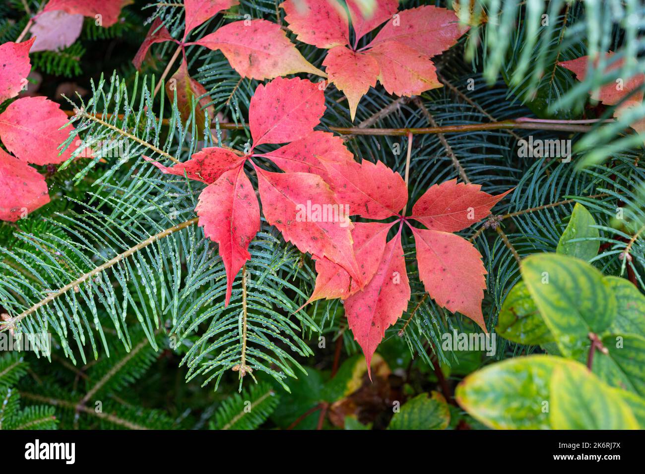 Die roten Blätter der Kletterpflanze mit den grünen Nadeln der Tanne als Hintergrund. Herbstbild. Stockfoto