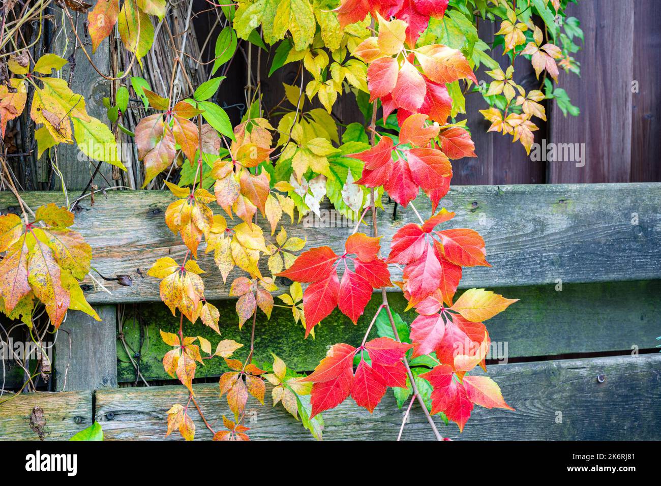 Lebendige Herbstblattfarben hängender, kriechender Pflanzen in einem Garten Stockfoto