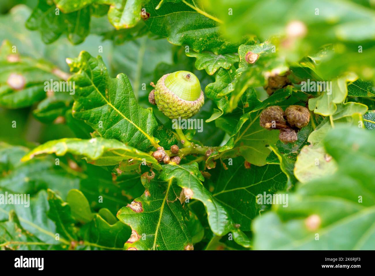 Englische oder pedunculate Eiche (quercus robur), Nahaufnahme, die eine sich entwickelnde Eichel zeigt, die unter den Blättern des Baumes versteckt ist. Stockfoto