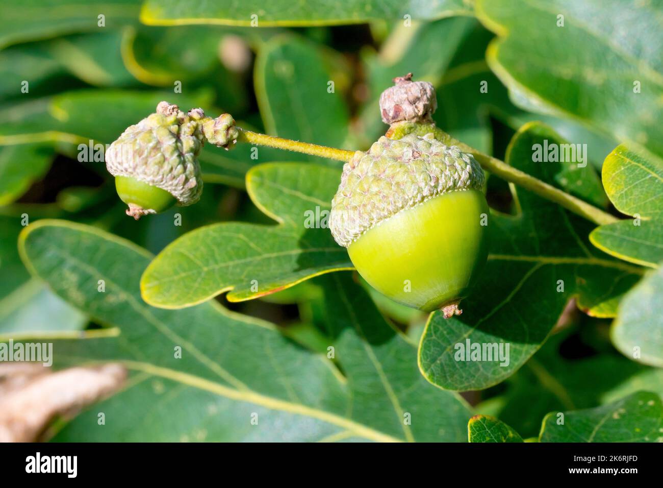 Englische oder pedunculate Eiche (quercus robur), Nahaufnahme, die eine sich entwickelnde Eichel zeigt, die unter den Blättern des Baumes versteckt ist. Stockfoto