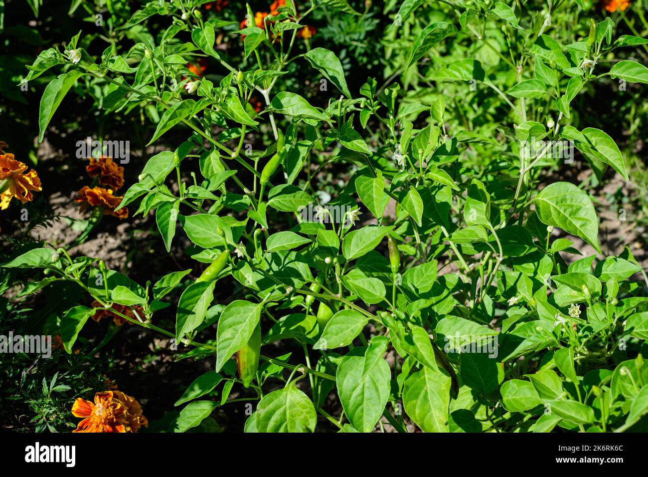 Viele junge frische Bio-Chilischoten in einer Pflanze mit grünen Blättern in direktem Sonnenlicht, in einem städtischen Garten, an einem sonnigen Sommertag, schöne Outdoor Stockfoto