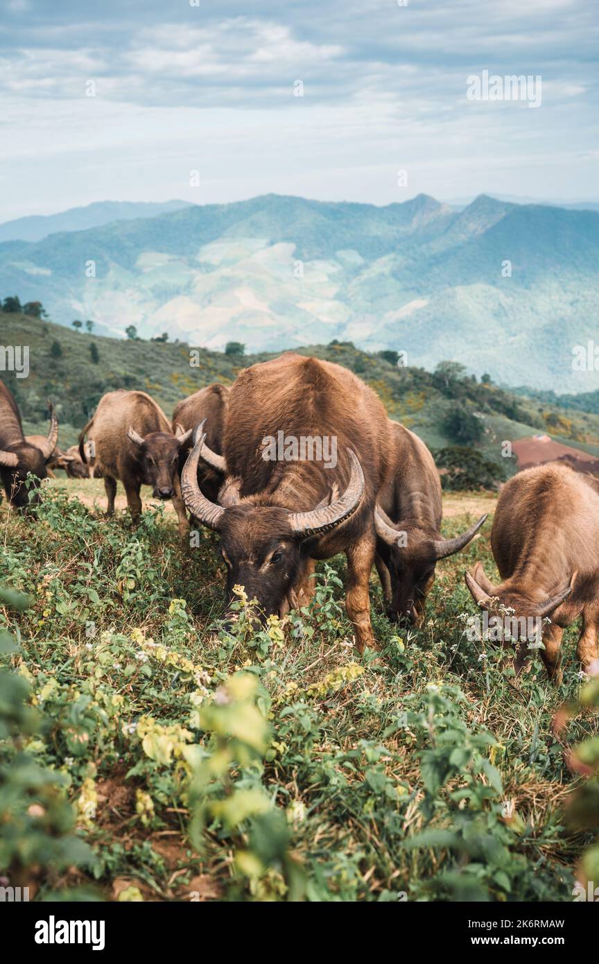 Herde von thailändischen Wasserbüffeln, die Gras auf den Weiden in der Landschaft von Doi Mae Tho, Chiang Mai, Thailand, fressen Stockfoto