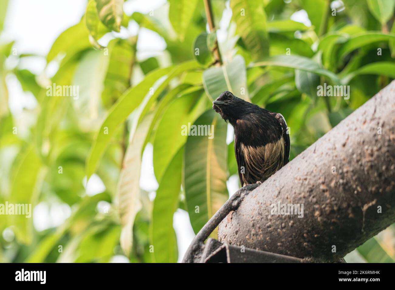 Wachsame junge, gewöhnliche Elster-Vögel, die auf einer Stange in einer tropischen Plantage thronen Stockfoto