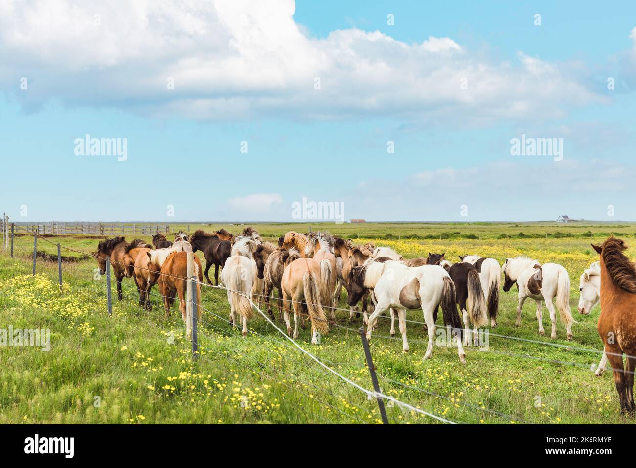 Herde isländischer Pferde verschiedener Farben, die im Sommer auf Island auf der Weide stehen Stockfoto