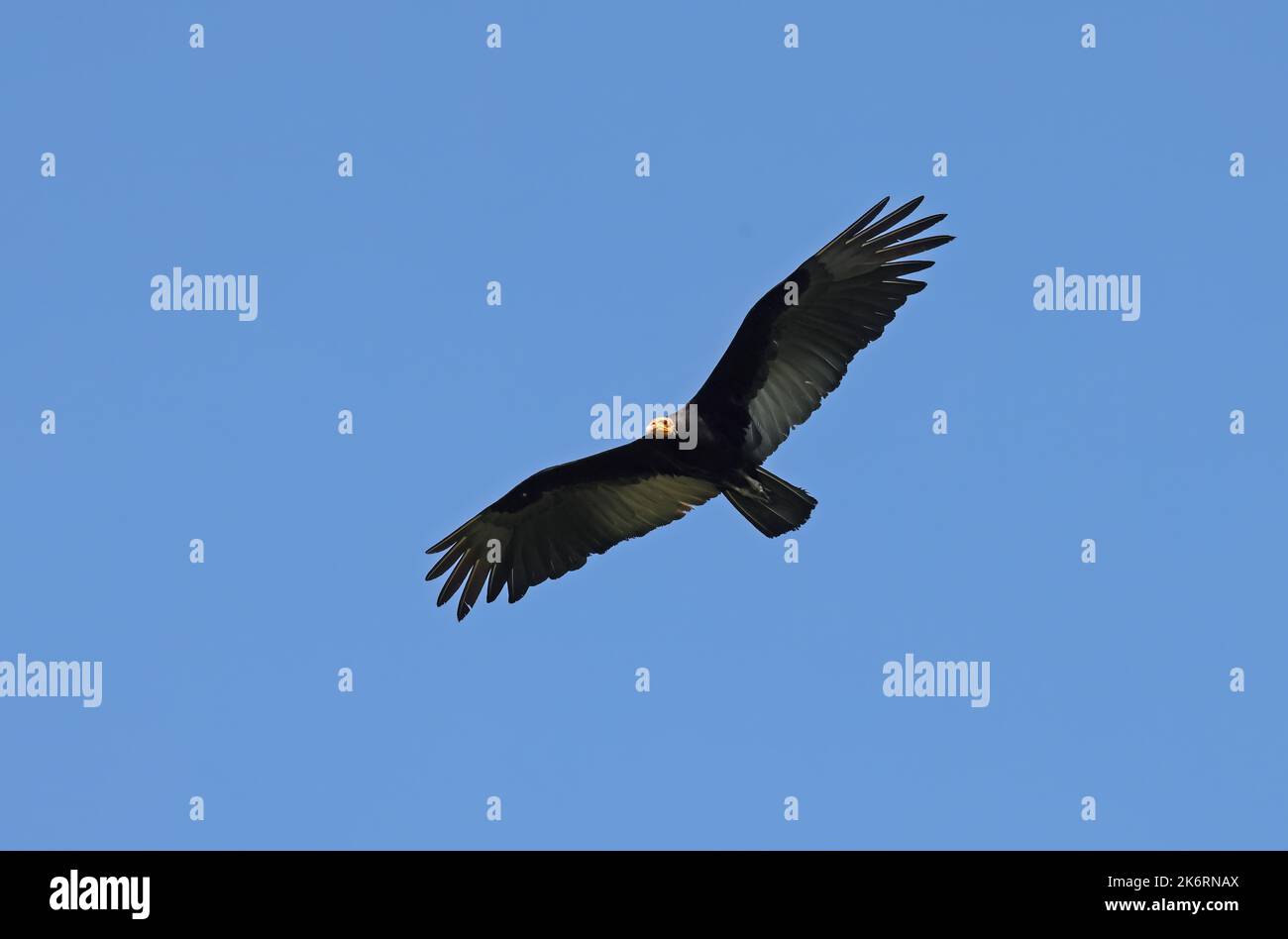 Gelbkopfgeier (Cathartes melambrotus) Erwachsener auf Flug Rio Azul, Brasilien. Juli Stockfoto