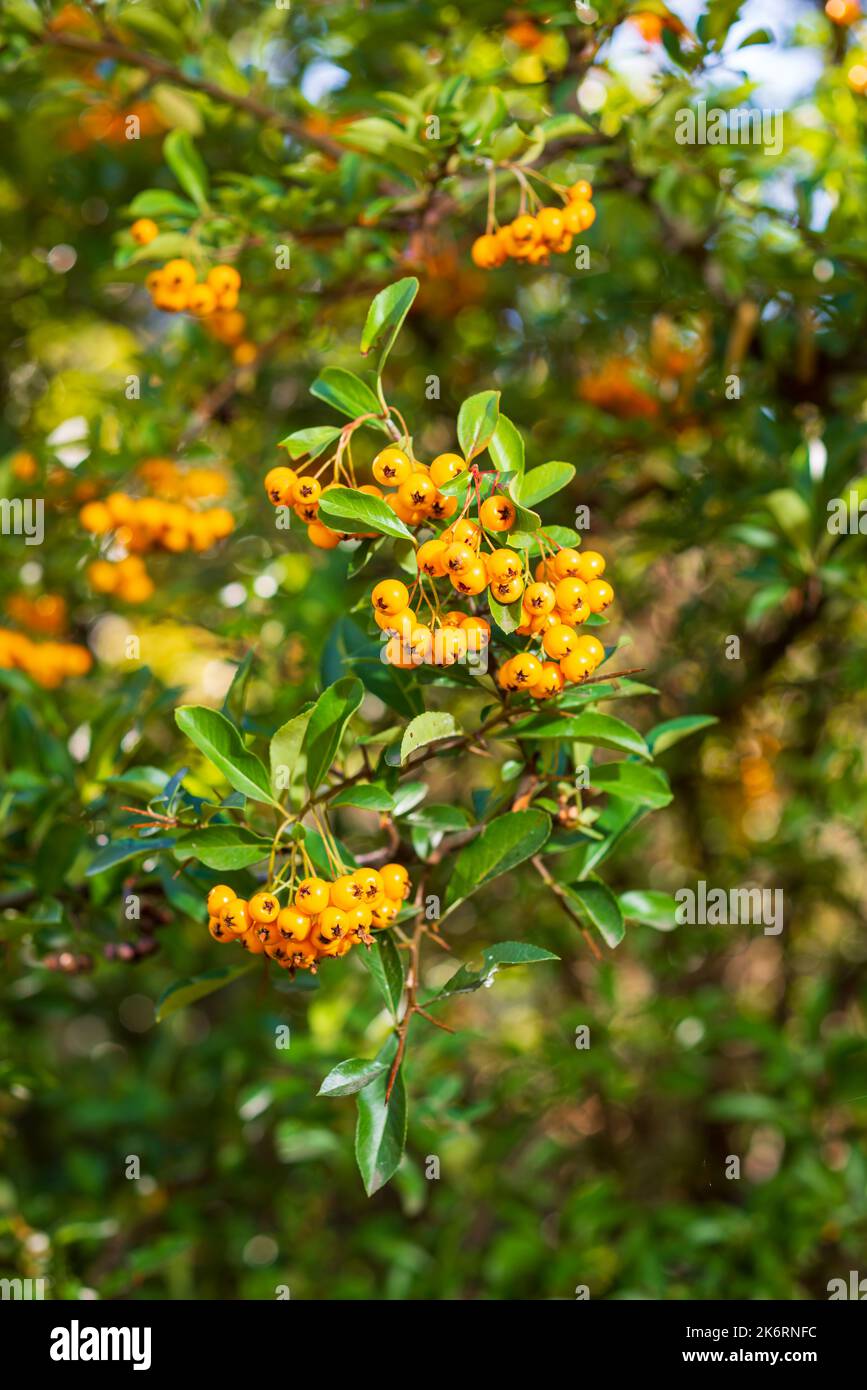 Pyramicantha coccinea Soleil Dor dekorativer dorniger Strauch mit vielen schönen gelben Früchten, goldenen Farben Stockfoto