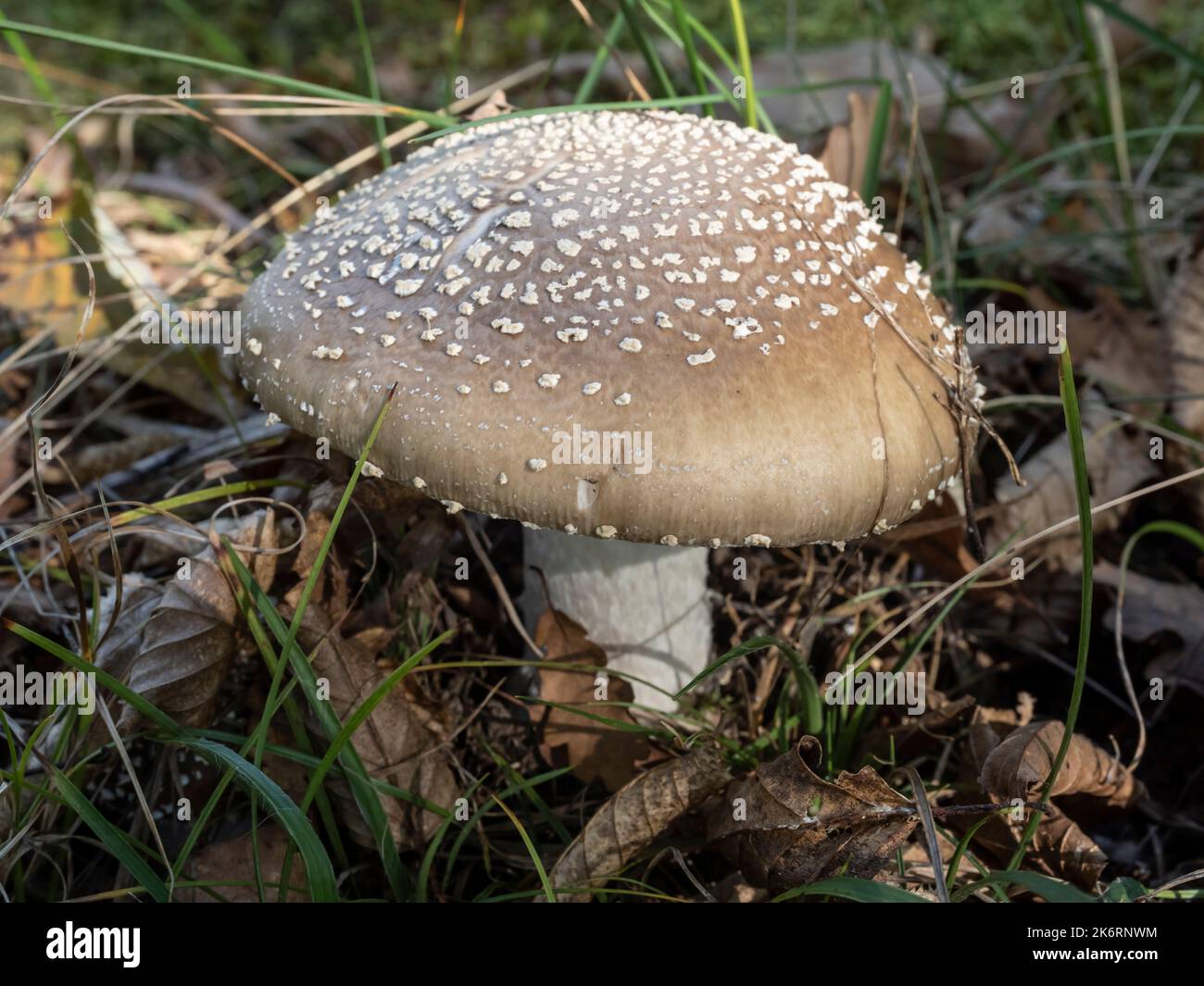 Nahaufnahme von Amanita Pantherina Pilzen auf natürlichem Waldhintergrund. Es ist ein ungenießbarer Pilz. Stockfoto