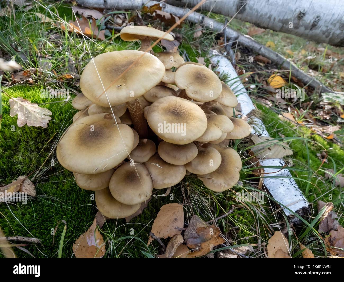 Haufen Armillaria Mellea Pilze im Herbstwald Stockfoto