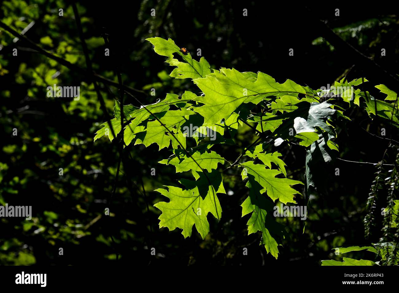 Moosiger Wald bei Sonnenschein. Das Licht leuchtet durch die Blätter auf dem Waldboden. Stockfoto