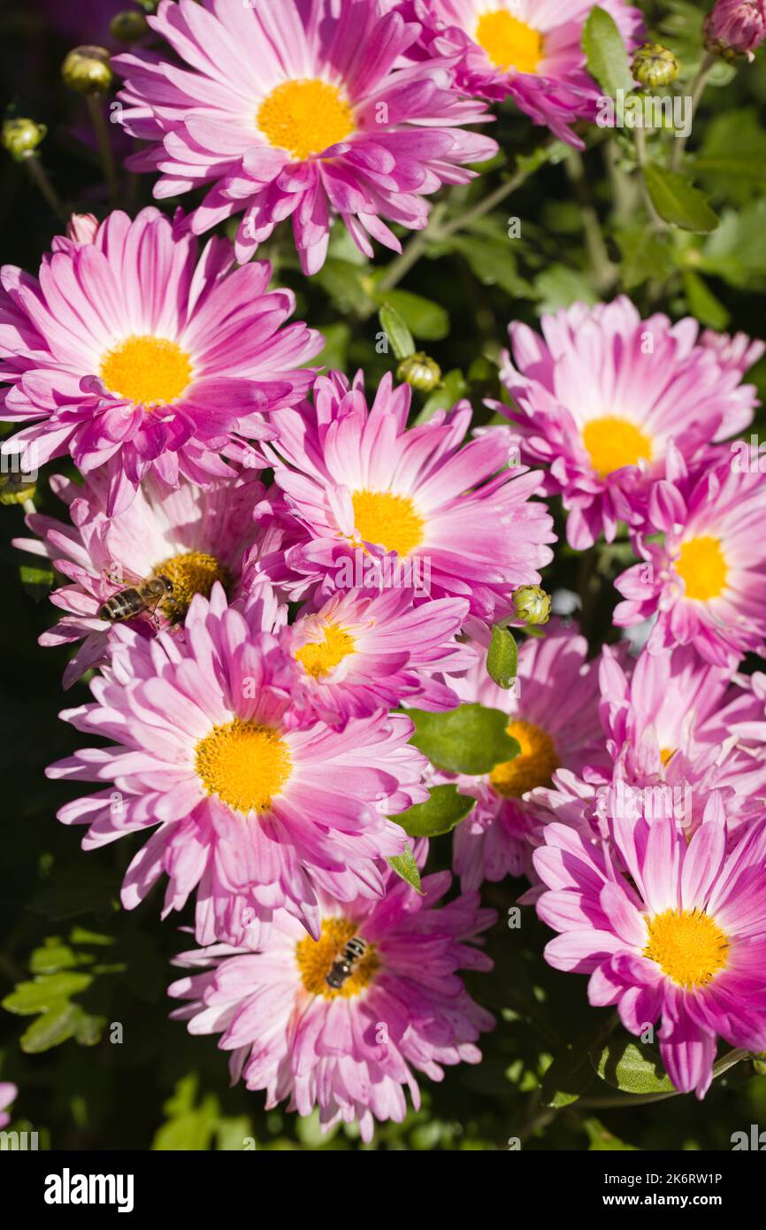 Rosafarbene Chrysanthemen im Herbstgarten Stockfoto