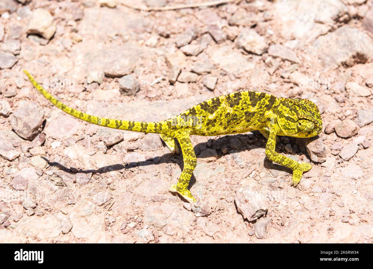 Baby Gemeines Chamäleon (Chamaeleo chamaäleon) auf dem Boden in der Türkei. Stockfoto