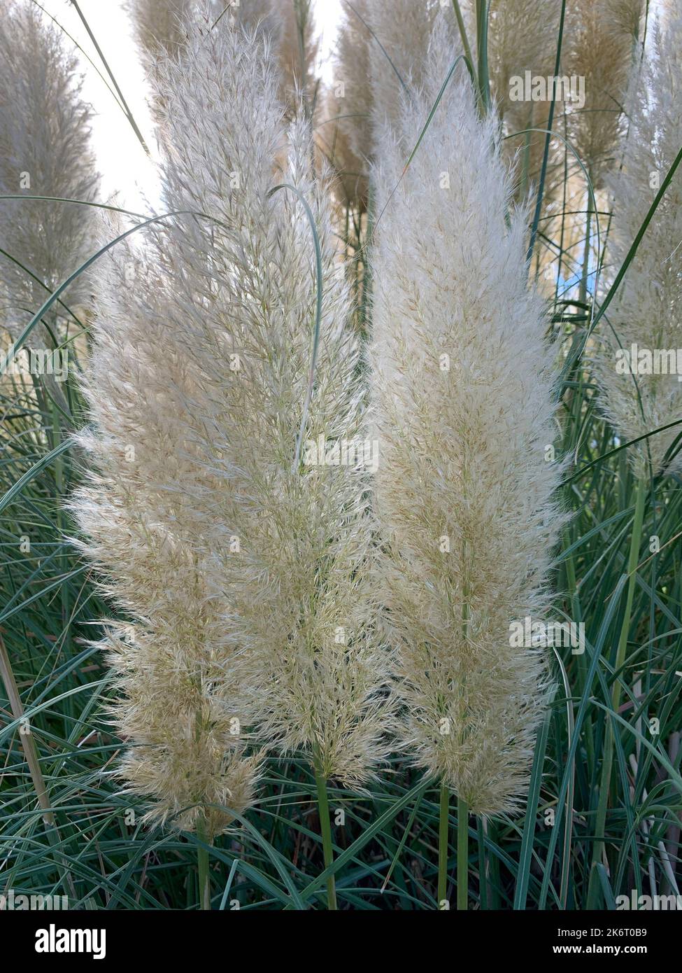 Nahaufnahme von Pampagras und Federn im Garten. Stockfoto