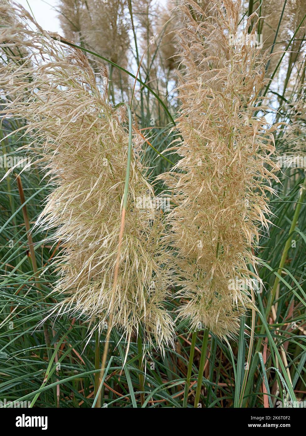 Nahaufnahme von Pampagras und Federn im Garten. Stockfoto