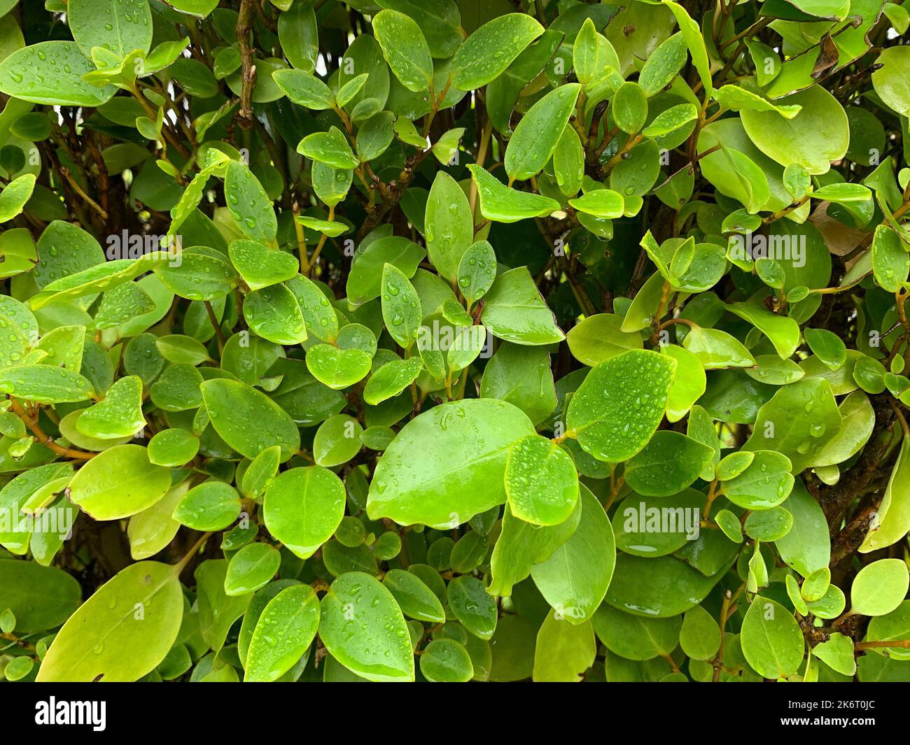 Nahaufnahme der immergrünen ovalen Blätter der als Hecke gepflanzten Gartenmehrpflanze Griselinia littoralis. Stockfoto