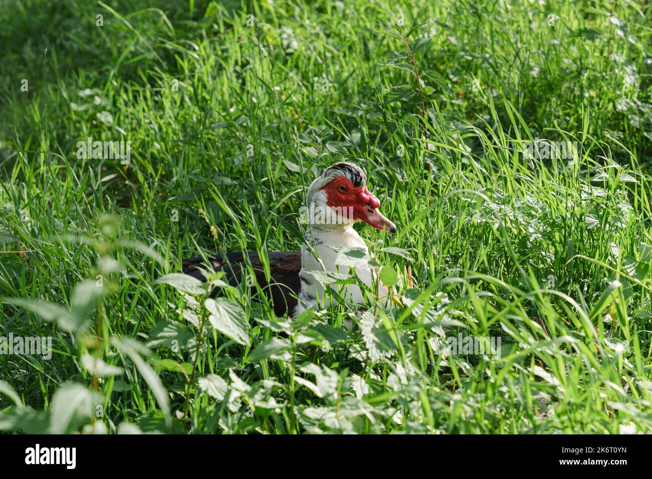 Einheimische Moskauer Ente mit rotem Kopf, amerikanische Ente Stockfoto