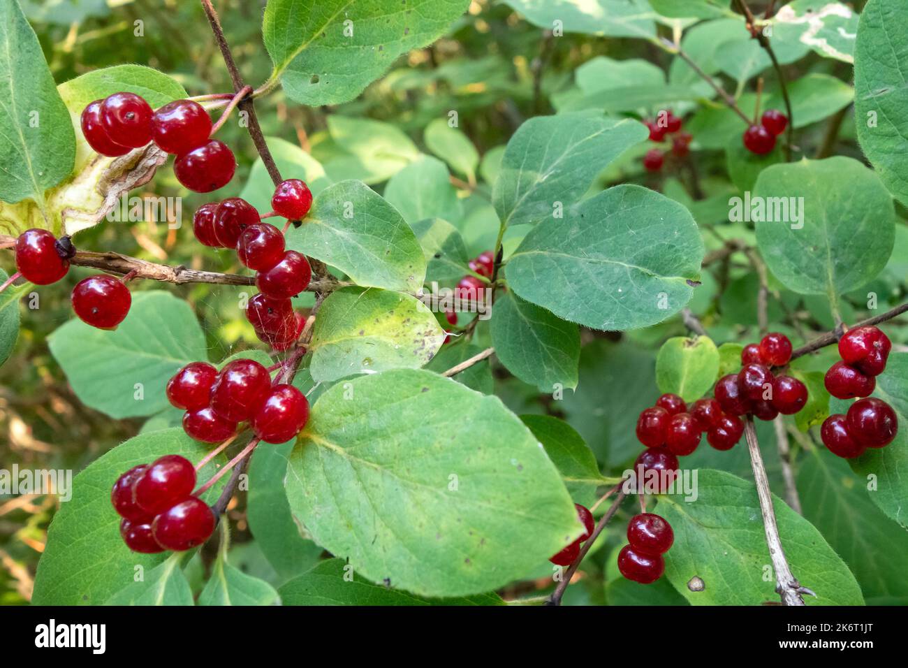 Lonicera xylosteum gefährliche wilde giftige Pflanze mit giftigen Früchten und Samen Stockfoto