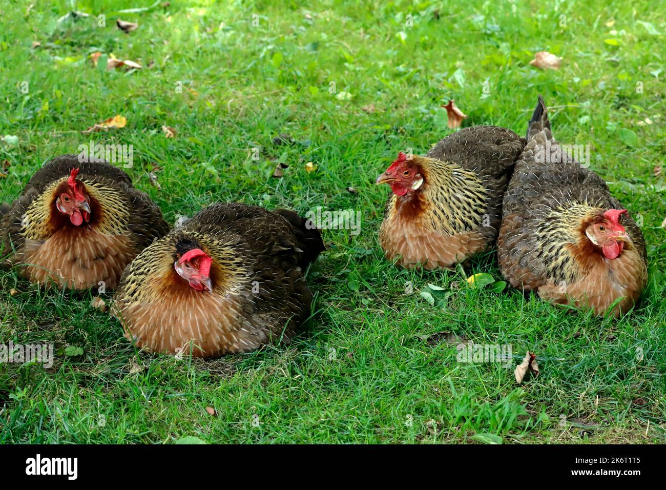 Hühner auf grünem Gras im Hinterhof des Hofes. Für Design, Verpackung oder Werbebanner. Stockfoto