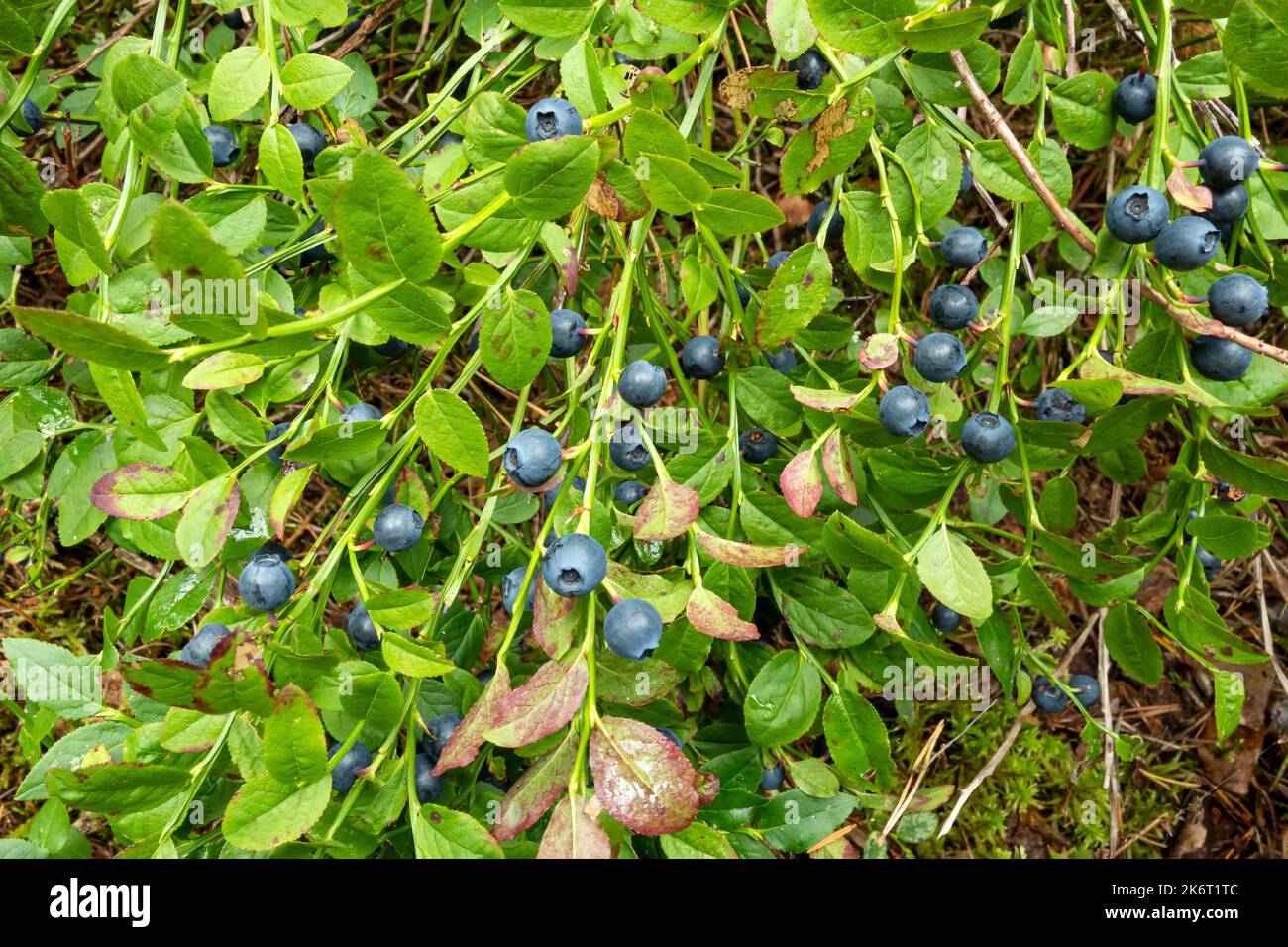 Heidelbeeren auf einem grünen Busch im Wald. Wilde Beeren in der Natur. Gesunde Ernährung für die Gesundheit. Stockfoto