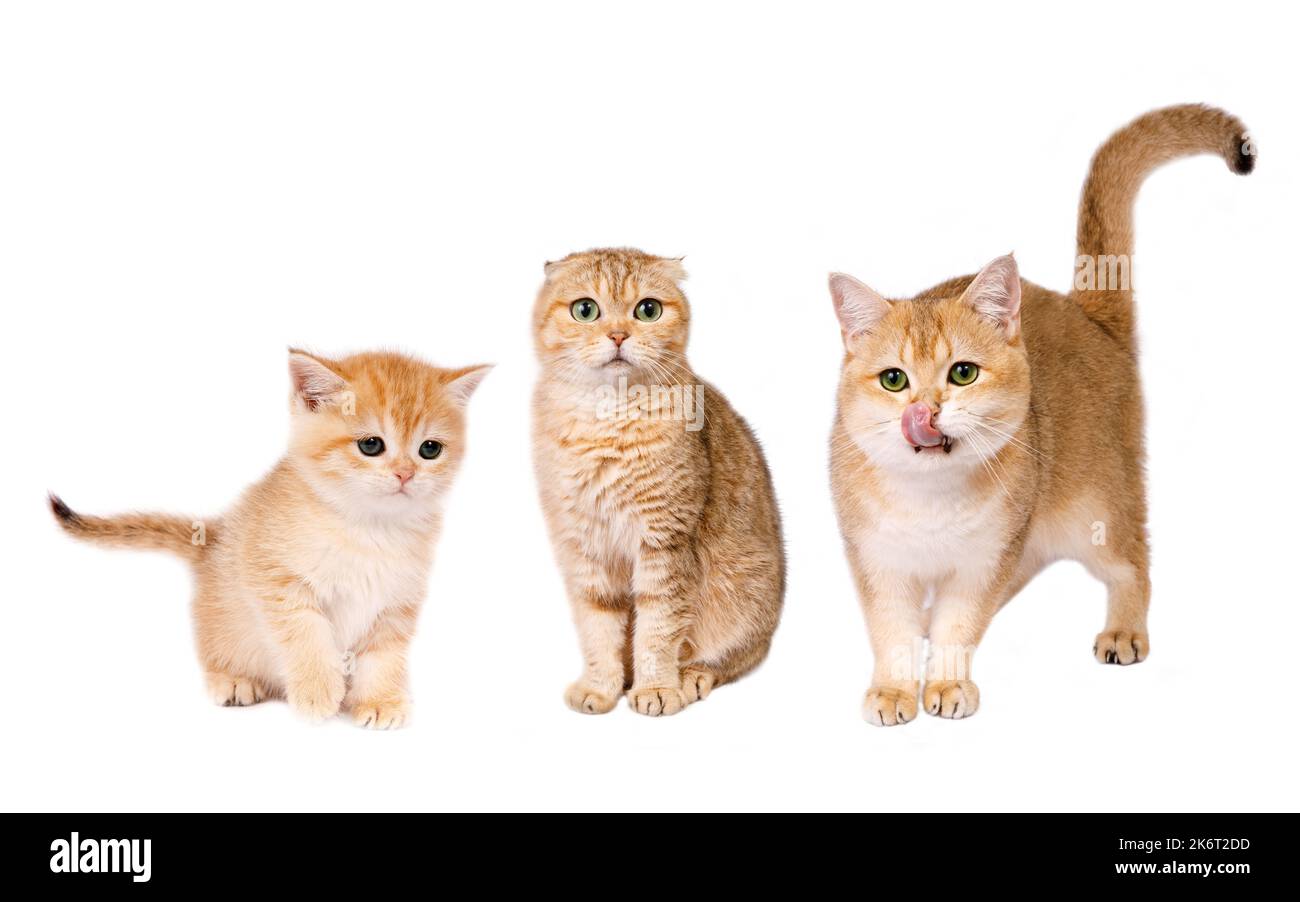Porträt der Katzengruppe. Studioaufnahme. Drei niedliche, gerade schottische, goldschattierte Chinchilla (ny 11) Katzen - Männchen, Weibchen und Kätzchen auf weißem Hintergrund Stockfoto