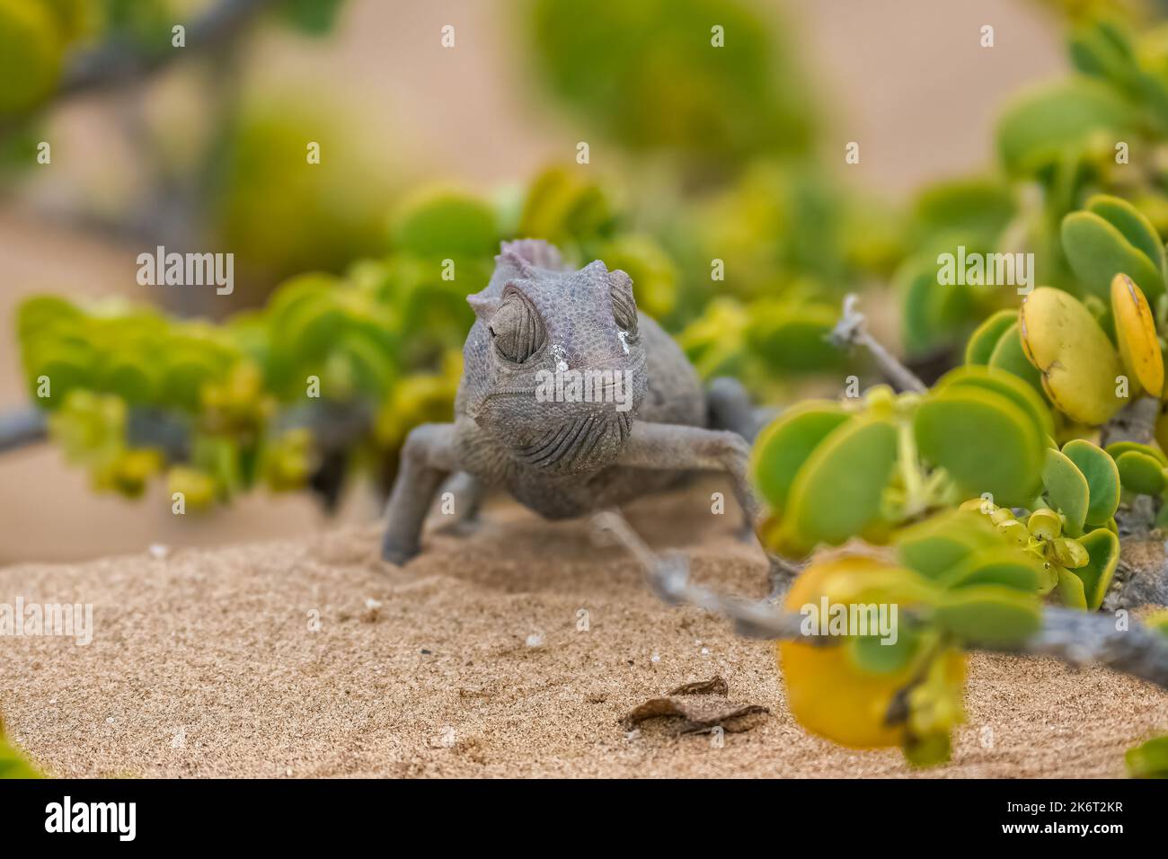 Namaqua Chameleon, Chamaeleo namaquensis, steht auf dem Sand in der Namib-Wüste Stockfoto