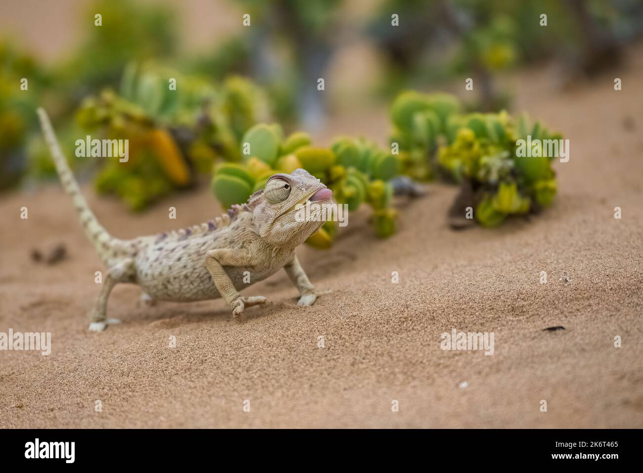 Namaqua Chameleon, Chamaeleo namaquensis, steht auf dem Sand in der Namib-Wüste Stockfoto