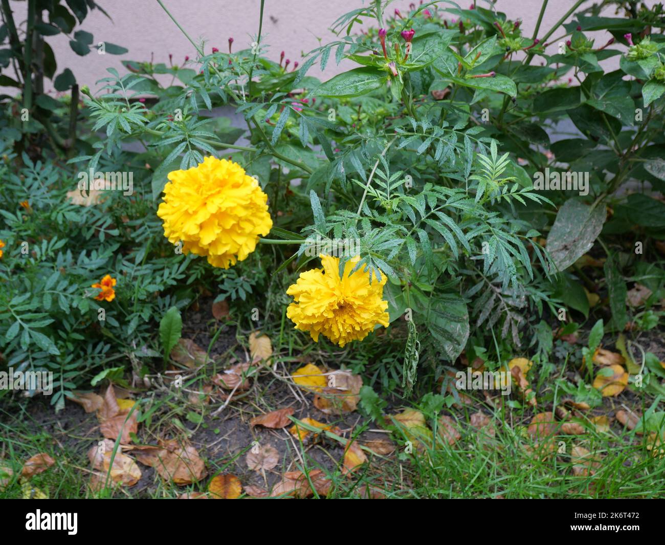 Tagetes oder Ringelblumen, kleine Büsche mit grünen Blättern und gelben und orangen Blütenköpfen. Stockfoto