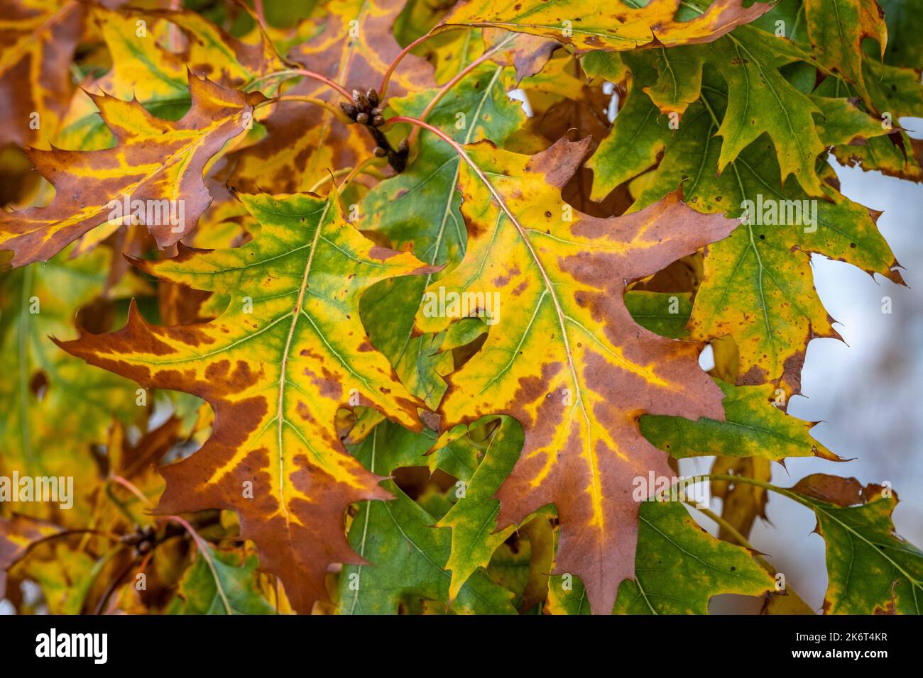Bunte Blätter im Herbst am Bodensee, Österreich Stockfoto