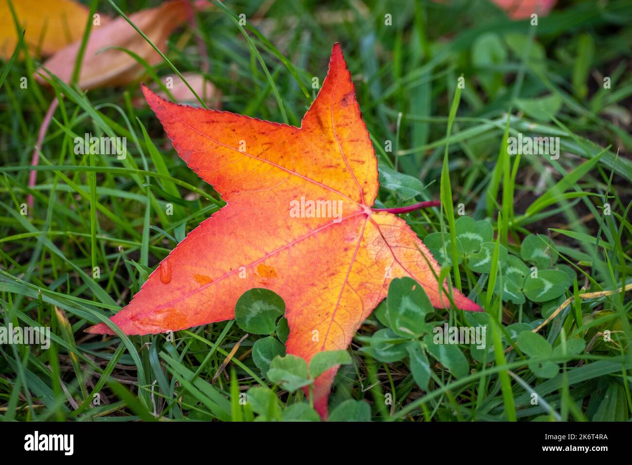 Bunte Blätter im Herbst am Bodensee, Österreich Stockfoto