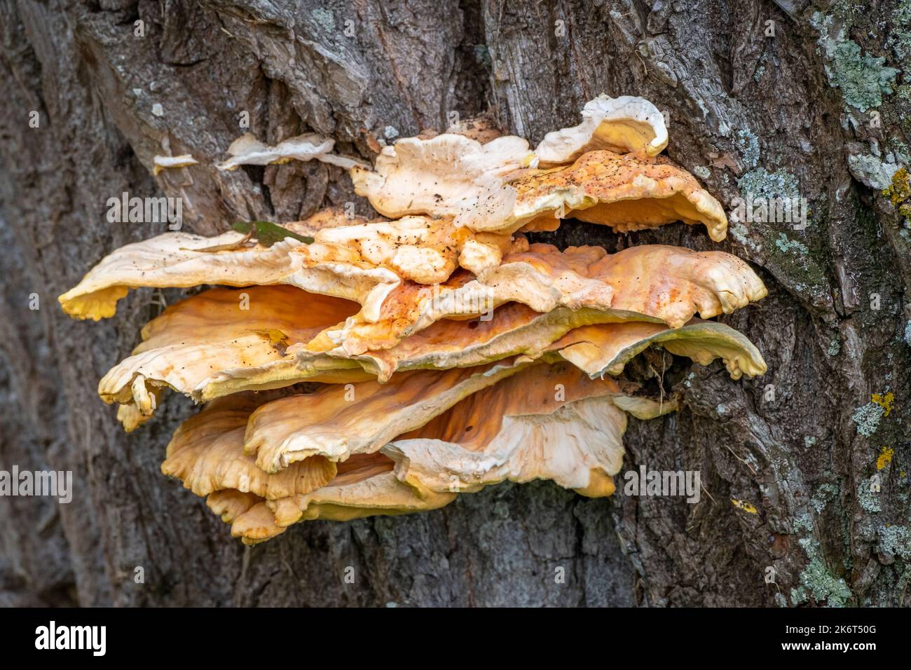 Baumpilze im Baumpark Stockfoto