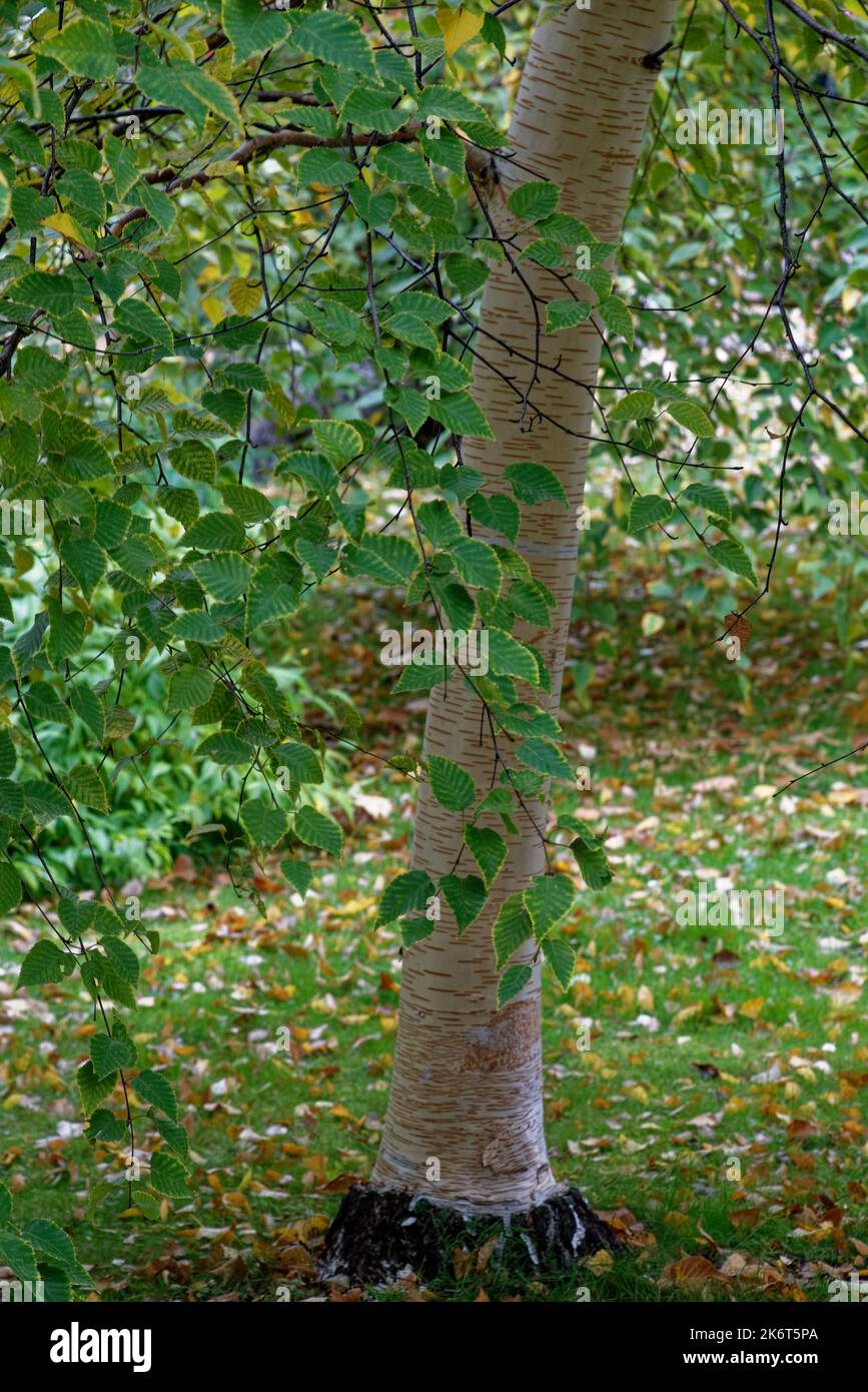 Betula utilis, die Himalaya-Birke, ist ein Laubbaum, der im westlichen Himalaya beheimatet ist Stockfoto