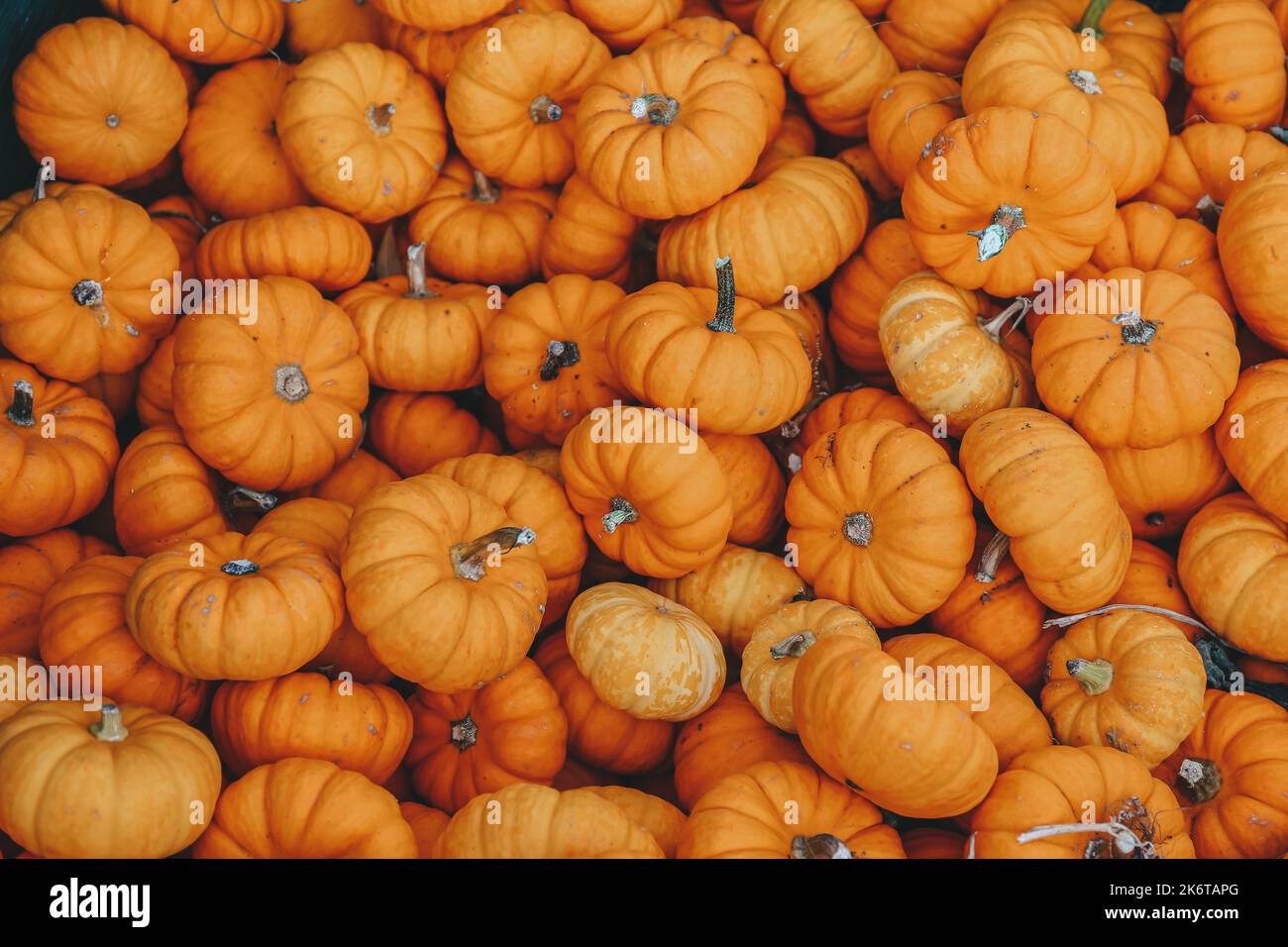 Hintergrund von orangefarbenen Kürbissen bei einem Herbstfest Stockfoto