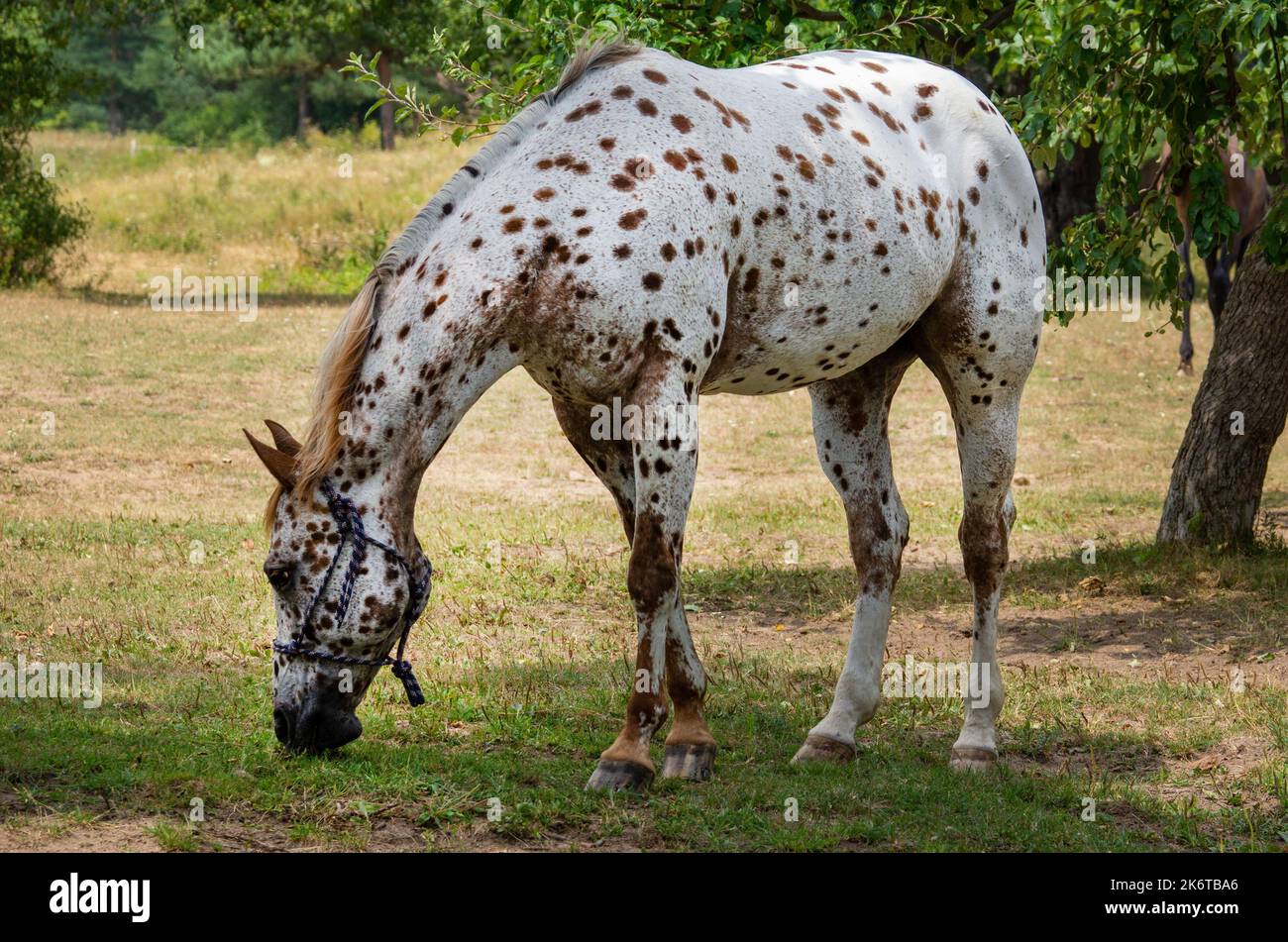 Weißes Pferd auf braunen Flecken Stockfoto