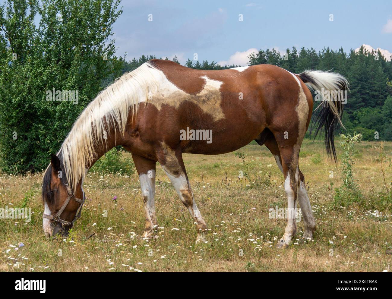 Braunes Pferd auf weißen Flecken Stockfoto