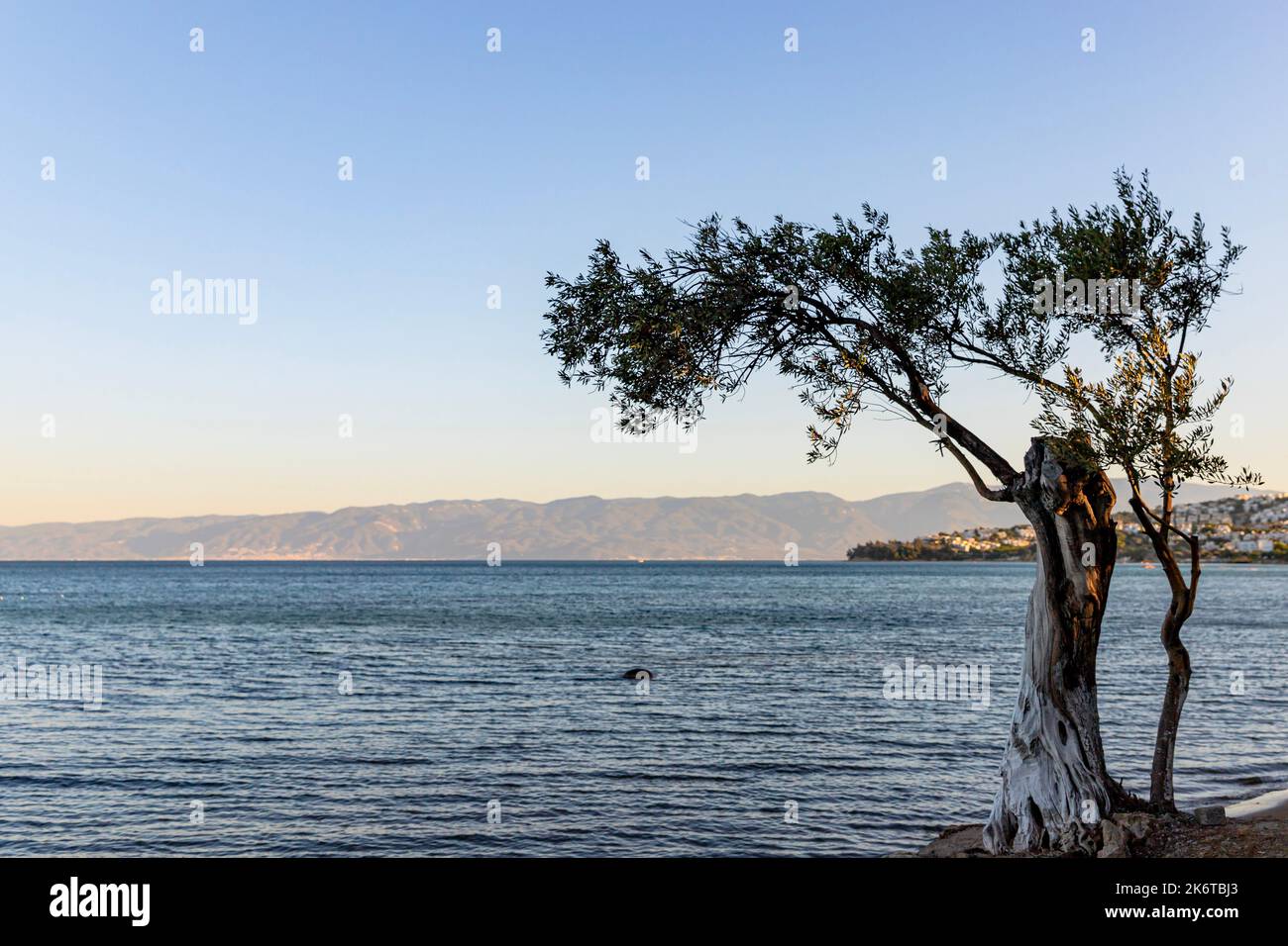 Sonnenuntergang im Hintergrund und Olivenbaum am Strand, Platz für Text Stockfoto