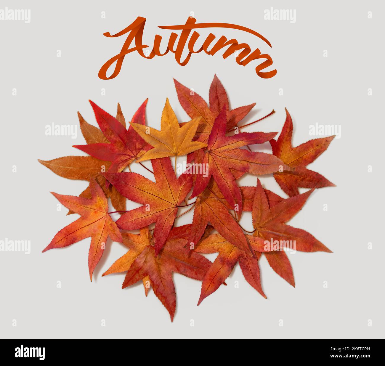 Ein Haufen herbstlicher Blätter überlappt sich in einem Kreis, Herbstfarben von rot, orange und Gold auf weißem Hintergrund. Text mit dem Text „Herbst“. Stockfoto