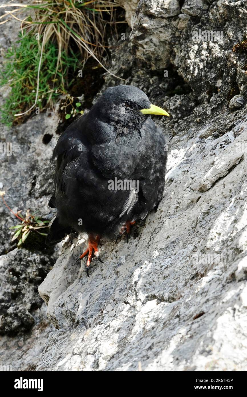 Alpine Chough (Pyrrohocorax graculus), August, Bayern, Deutschland Stockfoto