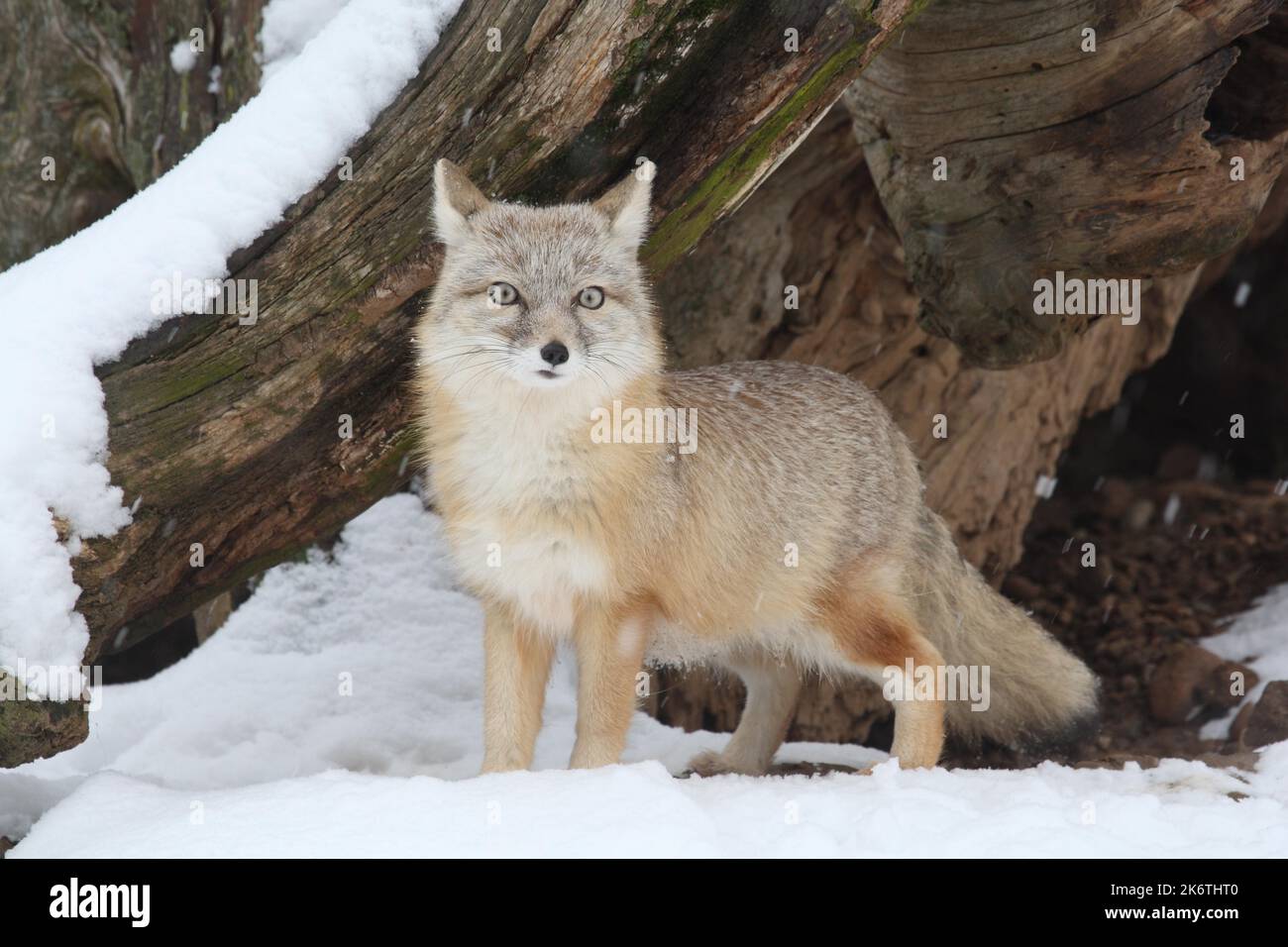 Swift Fox (Vulpes velox) im Winter, Kit Fox Stockfoto