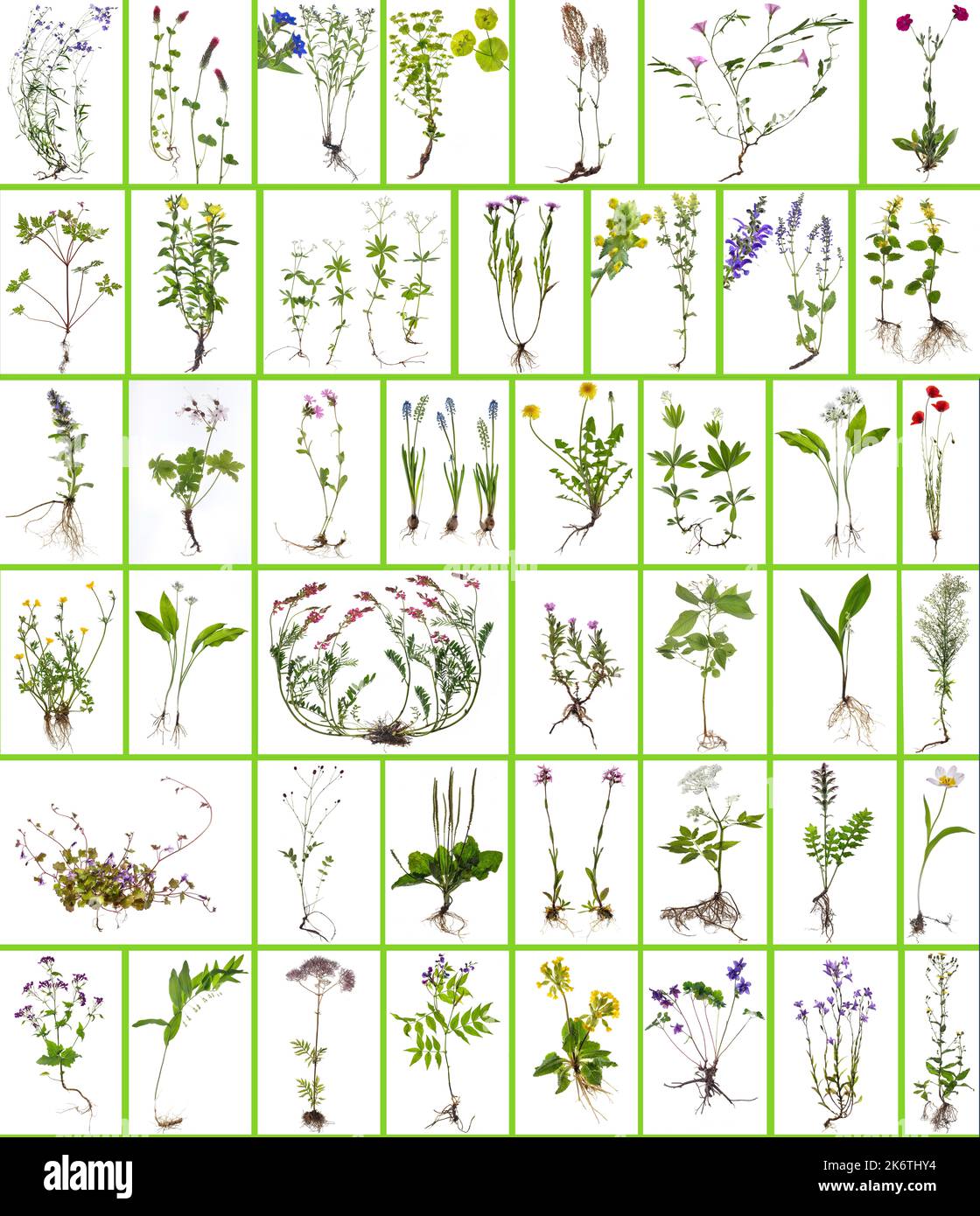 Zusammenstellung von Wildpflanzen auf weißem Hintergrund, Bayern, Deutschland Stockfoto