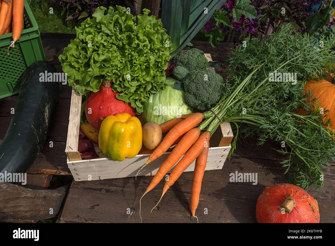 Gemischtes Bio-Gemüse, Franken, Bayern, Deutschland Stockfoto
