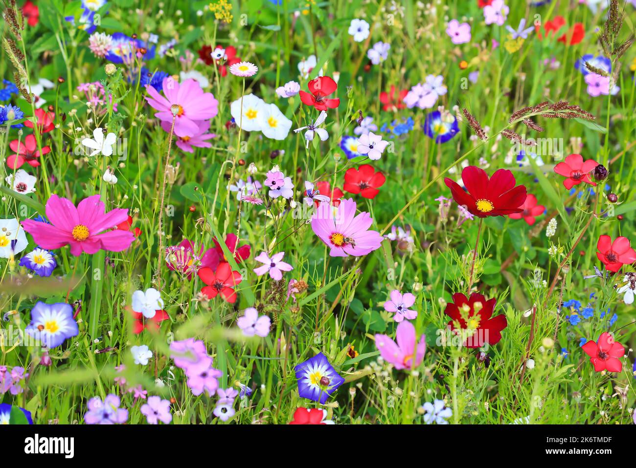 Bunte Blumenwiese in der Grundfarbe Grün mit verschiedenen Wildblumen Stockfoto